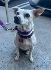 adoptable Dog in San Diego, CA named Jillie