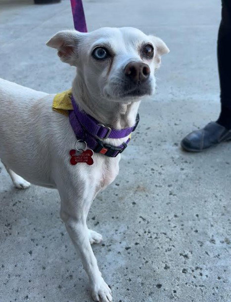 JILLIE - Chihuahua available for adoption