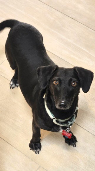 Layla- dachshund, an adoptable Dachshund in San Diego, CA