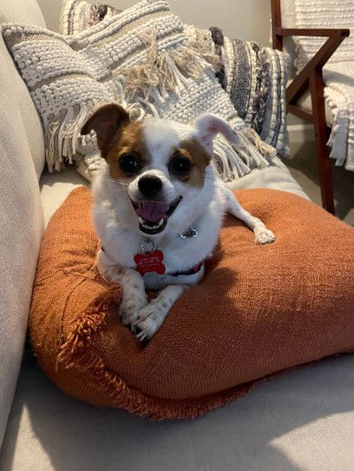 adoptable Dog in San Diego, CA named Klara