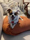 adoptable Dog in  named Klara