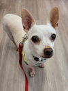 adoptable Dog in San Diego, CA named Spike