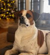 adoptable Dog in San Diego, CA named Olive (Molly Mae) - Courtesy Post