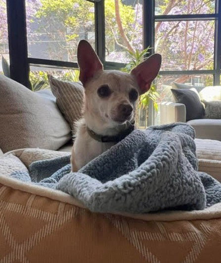 Banana, an adoptable Chihuahua in San Diego, CA