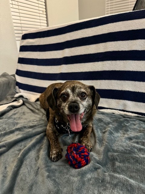 adoptable Dog in San Diego, CA named Dodger