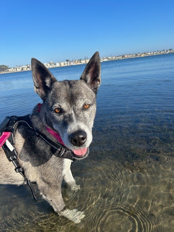 adoptable Dog in San Diego, CA named Bessie