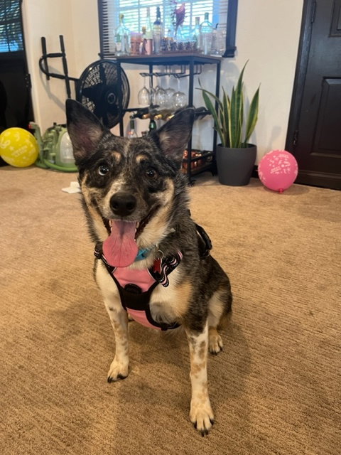 Australian Cattle Dog