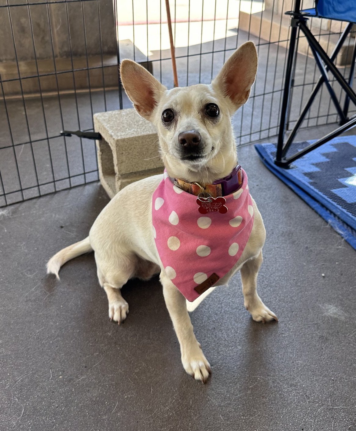 adoptable Dog in San Diego, CA named Cheryl
