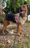 adoptable Dog in  named Jasper & Sienna - Courtesy Post