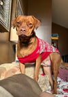 adoptable Dog in  named Sienna & Jasper - Courtesy Post