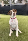 adoptable Dog in  named Ivy - Courtesy Post