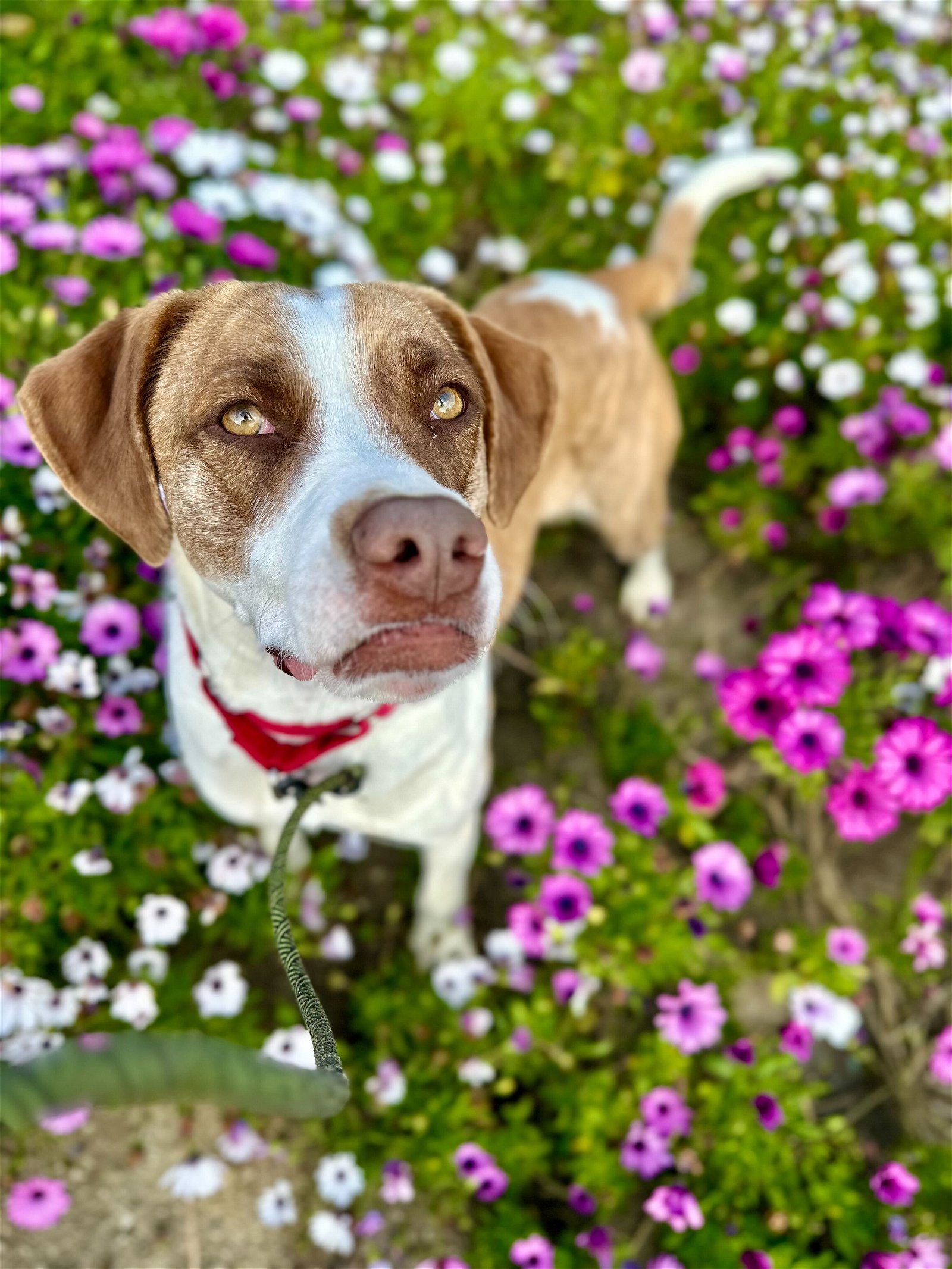 adoptable Dog in San Diego, CA named Ivy - Courtesy Post