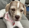 adoptable Dog in  named Talia