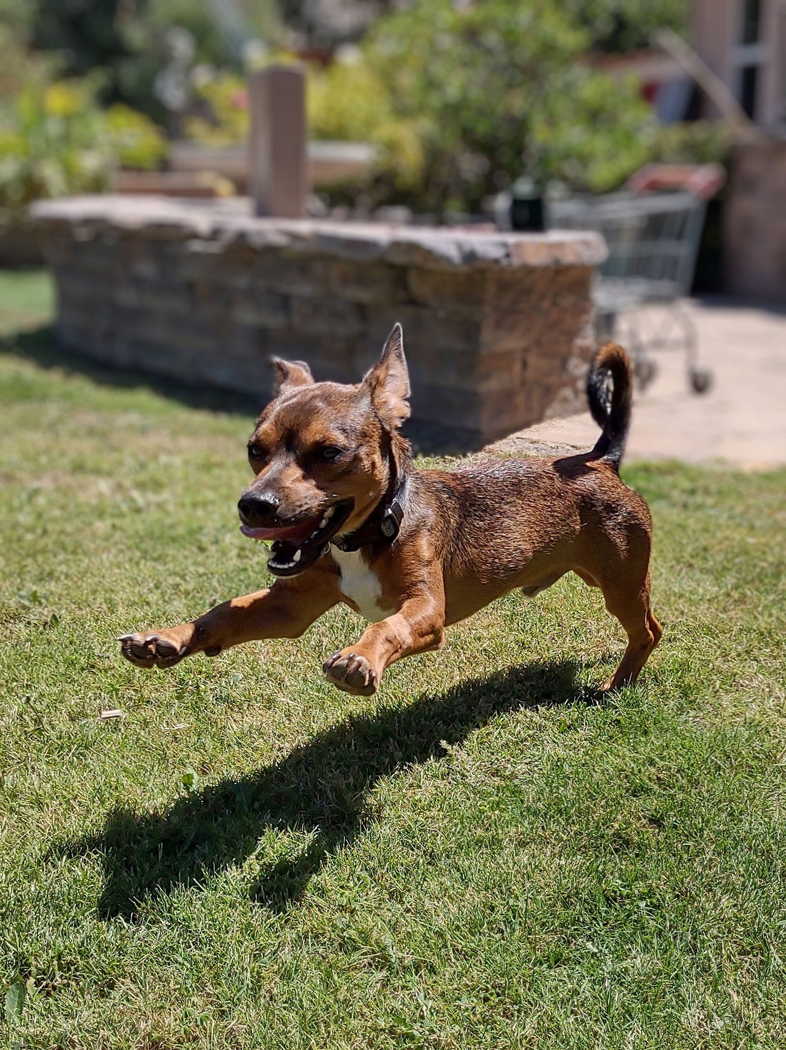 adoptable Dog in San Diego, CA named Crockett