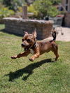 adoptable Dog in San Diego, CA named Crockett