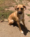 Churro - Photo 4