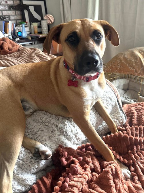 CHURRO - Shepherd available for adoption