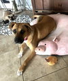 Churro - Photo 2
