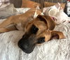 Churro - Photo 6