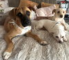 Churro - Photo 7