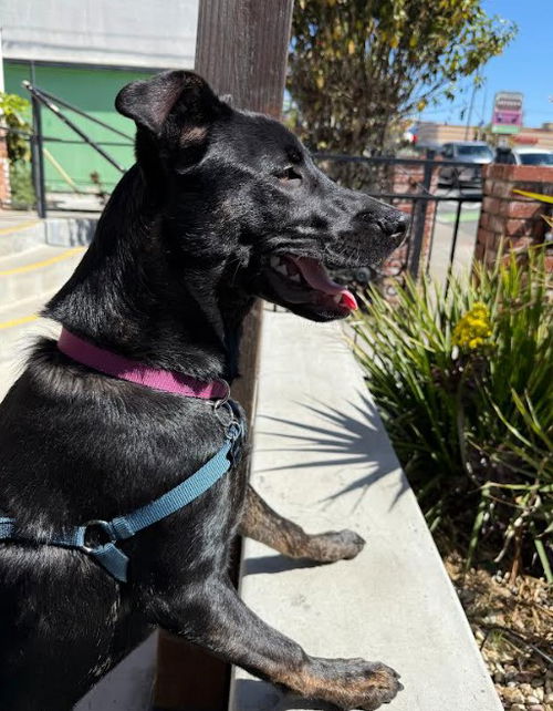 picture of the dog needing adoption