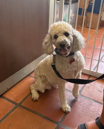 Cassius - Poodle (Miniature)