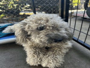 Cassius, photo 7