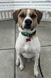 adoptable Dog in  named Mr.Scootch