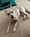 adoptable Dog in  named Sweetie