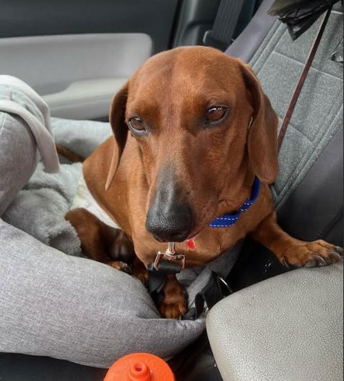 picture of the dog needing adoption