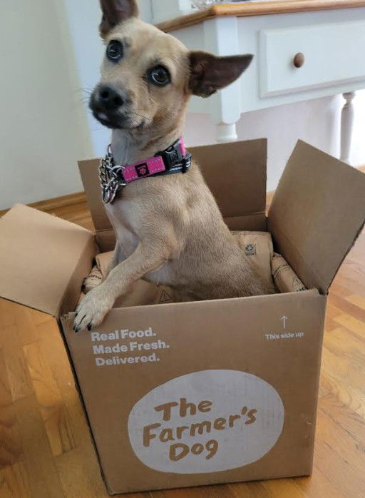 adoptable Dog in San Diego, CA named Annie