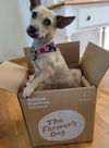 adoptable Dog in san diego, CA named Annie
