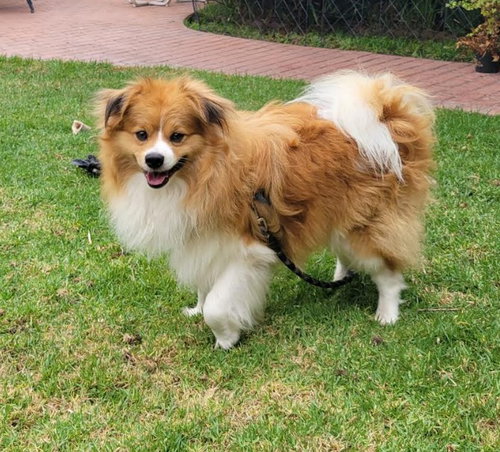 Butterscotch photo 2