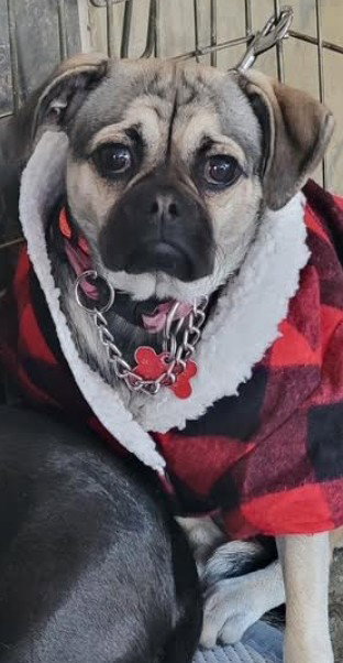 Mocha