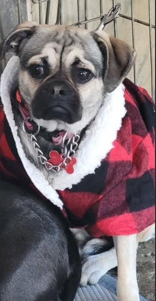 MOCHA - Pug available for adoption