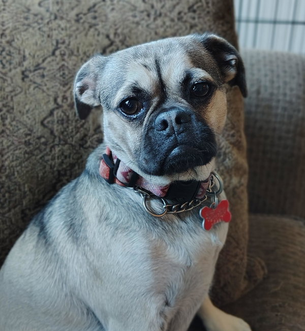 Mocha