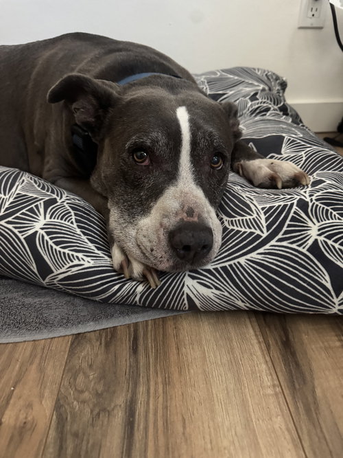 MABEL - COURTESY POST - Pit Bull Terrier available for adoption