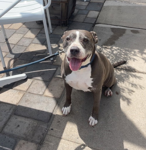 MABEL - COURTESY POST - Pit Bull Terrier available for adoption