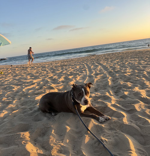 Mabel - Courtesy Post — thumbnail 3
