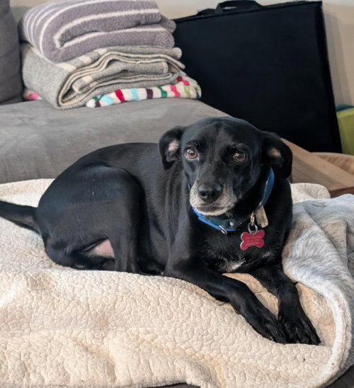 KAI - Chihuahua / Terrier available for adoption