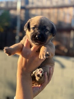 Scout