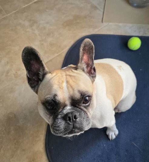 ANONA - French Bulldog / Boston Terrier available for adoption