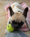Anona - Photo 3