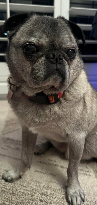 KIKO - Pug available for adoption