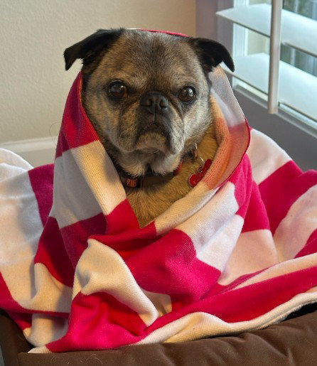 KIKO - Pug available for adoption