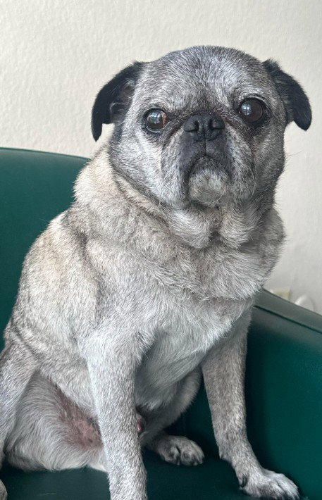 Kiko, an adoptable Pug in San Diego, CA