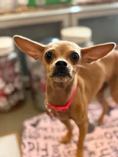Chia - Chihuahua