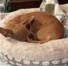 Chia - Photo 5