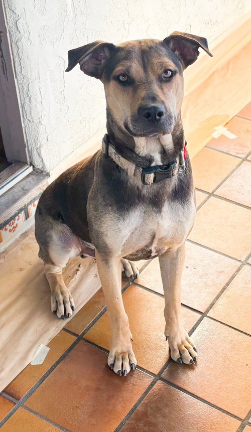 BUDDY - COURTESY POST - Beagle / Boxer available for adoption