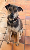 Buddy - Courtesy Post - Photo 2